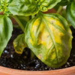 por-que-se-seca-la-albahaca-huerta-urbana