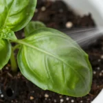 primer-huerto-urbano-que-plantar-huerta-urbana