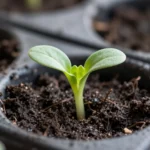 proyecto-de-ciencias-escolares-huerto-en-vasos-huerta-urbana