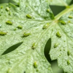 pulgones-en-plantas-remedio-casero-huerta-urbana