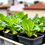 que-cultivar-en-cajones-para-balcones-de-departamentos-huerta-urbana-1
