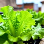 que-cultivar-en-macetas-para-balcones-huerta-urbana-1