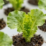 que-es-la-hidroponia-y-como-empezar-en-casa-huerta-urbana