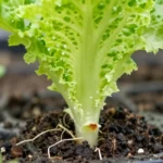 que-hacer-si-la-lechuga-sube-a-flor-y-no-crece-huerta-urbana