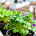 que-hortalizas-se-adaptan-al-clima-de-bogota-huerta-urbana