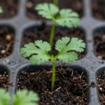 que-hortalizas-sembrar-en-clima-tropical-humedo-colombia-huerta-urbana