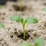 que-necesito-para-empezar-una-huerta-huerta-urbana