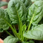 que-se-puede-sembrar-en-casa-con-poco-sol-huerta-urbana