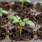 que-sembrar-en-maceta-en-balcon-huerta-urbana