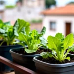 que-sembrar-en-otono-e-invierno-en-buenos-aires-huerta-urbana-1