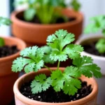 que-sustrato-comprar-para-materas-en-bogota-huerta-urbana