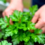 que-tipo-de-perejil-rinde-mas-en-macetas-huerta-urbana-1