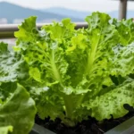 que-variedades-de-lechuga-sembrar-en-alta-altitud-andina-huerta-urbana