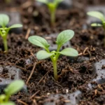 que-variedades-de-zanahoria-sembrar-en-clima-costero-huerta-urbana