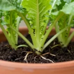 que-vegetales-dan-mas-cosecha-en-maceta-huerta-urbana