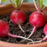 rabanos-en-maceta-facil-y-rapido-huerta-urbana