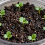 reciclar-botellas-para-huerto-urbano-sin-gastar-dinero-huerta-urbana