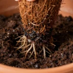 sustrato-barato-para-huerto-urbano-en-casa-huerta-urbana