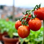 sustrato-para-macetas-donde-comprarlo-barato-en-mexico-huerta-urbana-1