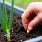 tiempo-de-cosecha-cebolla-junca-en-bogota-huerta-urbana-1