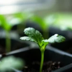 tiempo-de-crecimiento-del-cilantro-en-cdmx-huerta-urbana-1