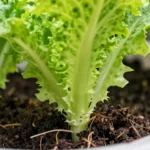 variedades-de-lechuga-que-no-se-mueren-en-interiores-huerta-urbana