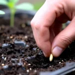 verduras-para-cultivar-en-maceta-en-invierno-huerta-urbana-1