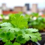 yerbabuena-en-matera-como-evitar-que-se-tome-huerta-urbana-1