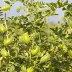 abono-casero-para-garbanzo-huerta-urbana-1