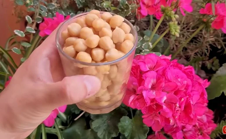 Abono casero para garbanzo en maceta - M&Atilde;&copy;xico