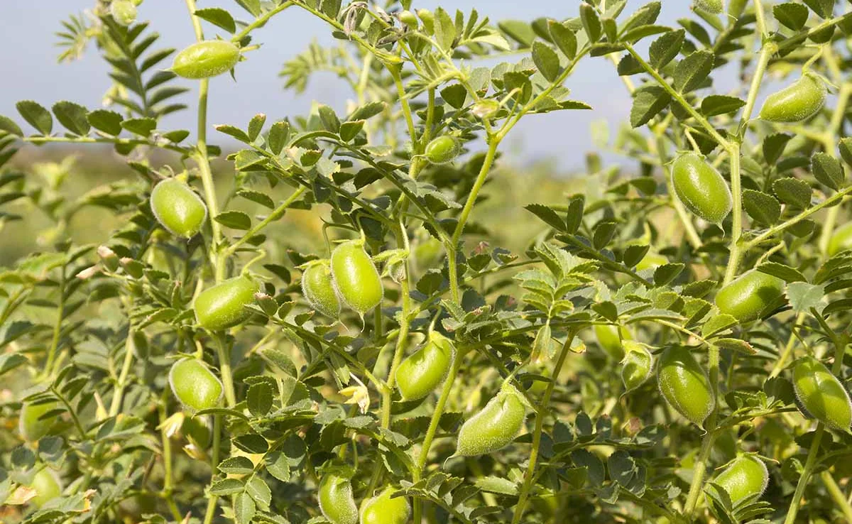 Abono casero para garbanzo en maceta - M&Atilde;&copy;xico