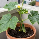 abono-casero-para-pepino-huerta-urbana-1