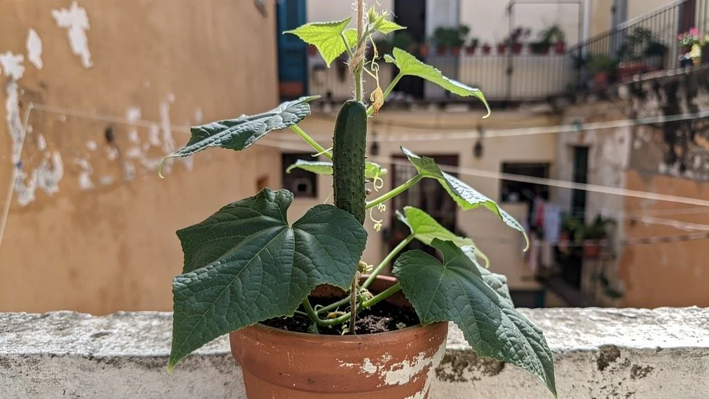 Pepino en maceta - Espa&Atilde;&plusmn;a