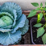 calendario-de-siembra-de-repollo-y-chile-en-chile-huerta-urbana-1