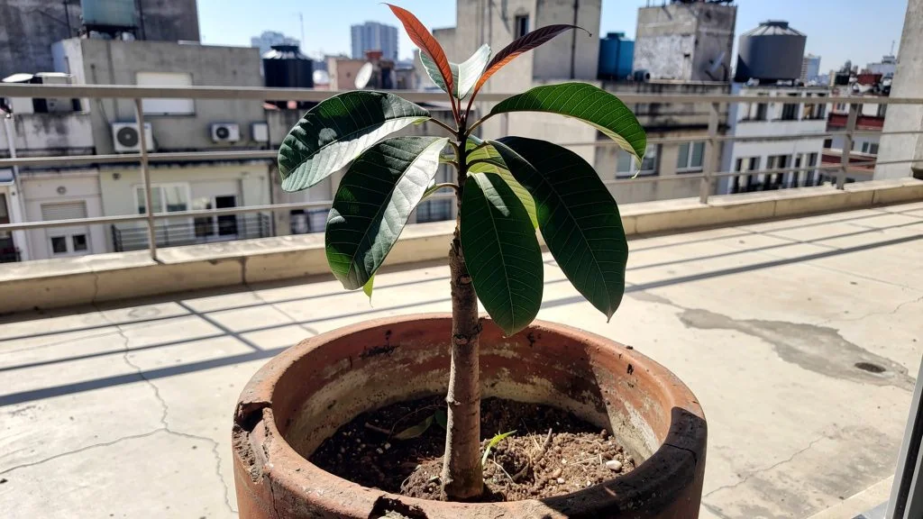 Mango en maceta - Buenos Aires