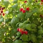 como-cuidar-frambuesa-en-casa-huerta-urbana-1