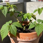 Cómo cuidar frambuesas en casa México para huertos urbanos como-cuidar-frambuesas-en-casa-mexico-huerta-urbana-1