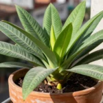 como-cuidar-jengibre-en-casa-huerta-urbana-1