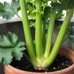 Guía para cultivar apio en macetas y balcones en México como-cultivar-apio-en-casa-huerta-urbana-1