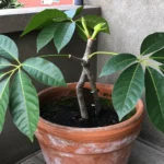 Guía para cultivar guanábana en macetas y balcones en Ecuador como-cultivar-guanabana-en-casa-huerta-urbana-1