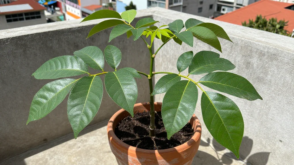 Guanabana en maceta - Quito