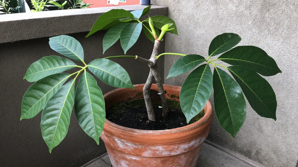 Guanabana en maceta - Quito