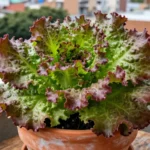 Guía para cultivar lechuga en macetas y balcones en Ecuador como-cultivar-lechuga-en-casa-huerta-urbana-1