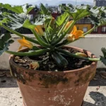 Guía para cultivar calabacín en macetas y balcones en México como-cultivar-zucchini-en-maceta-en-mexico-huerta-urbana-1