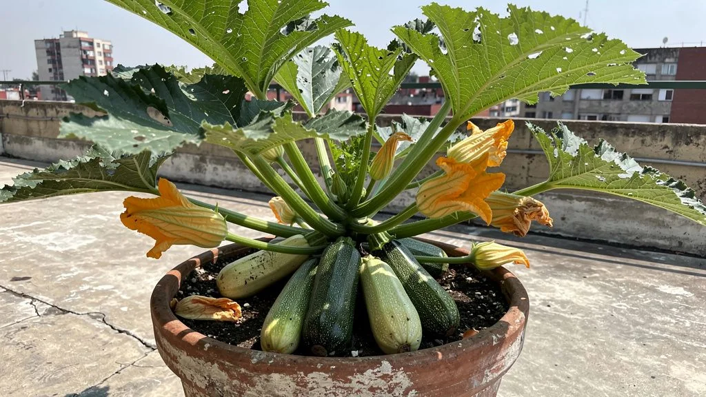 Como cultivar zucchini en maceta en mexico en maceta - México