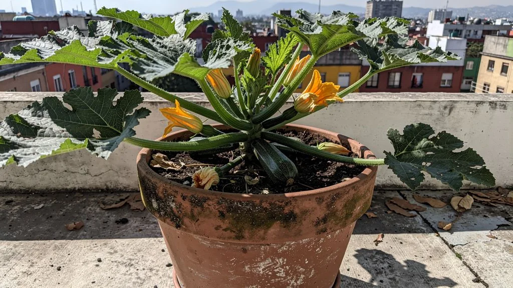 Como cultivar zucchini en maceta en mexico en maceta - México