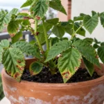 Cómo curar frambuesa enfermo en macetas y patios urbanos como-curar-frambuesa-enfermo-huerta-urbana-1