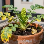 Cómo curar rábano enfermo en macetas y huertos urbanos como-curar-rabano-enfermo-huerta-urbana-1