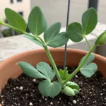 como-hacer-fertilizante-natural-de-arveja-en-peru-huerta-urbana-1
