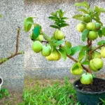 como-regar-guayaba-en-maceta-huerta-urbana-1